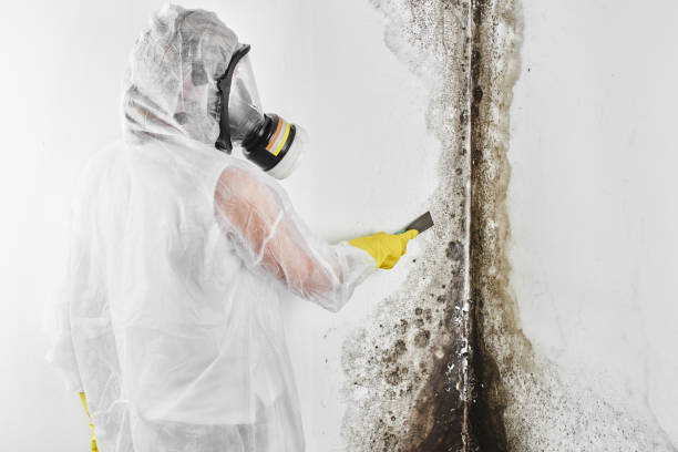 Best Attic Mold Removal  in Key Center, WA